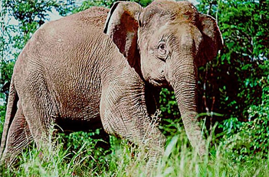 Gajah Kerdil