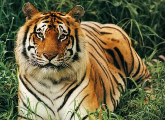 Harimau Bengal