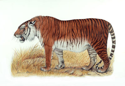 Harimau Kaspia