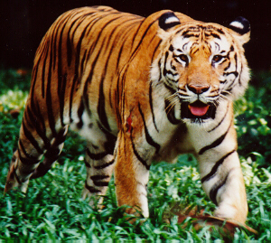 Harimau Malaya