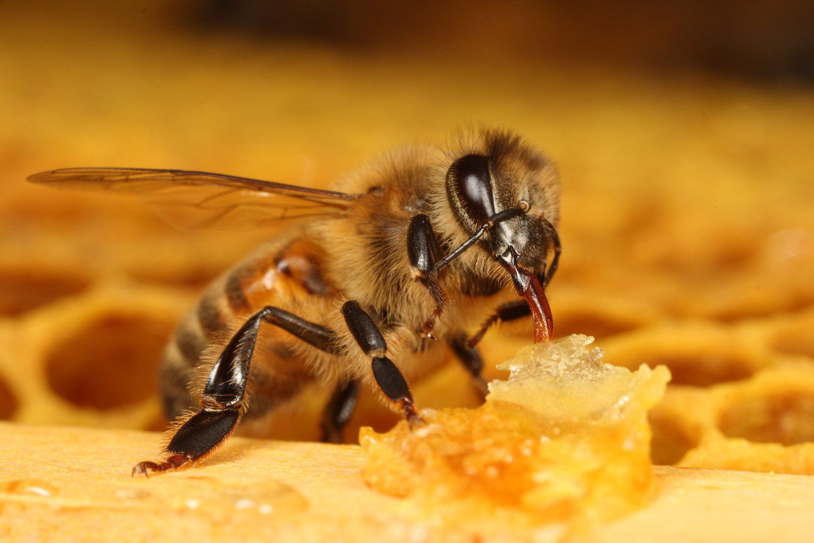 Hasil gambar untuk lebah